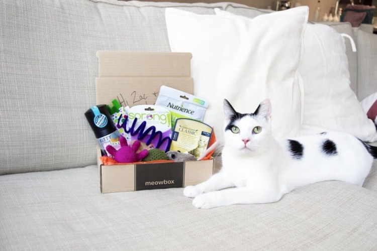 Cat Subscription Boxes Hello Subscription