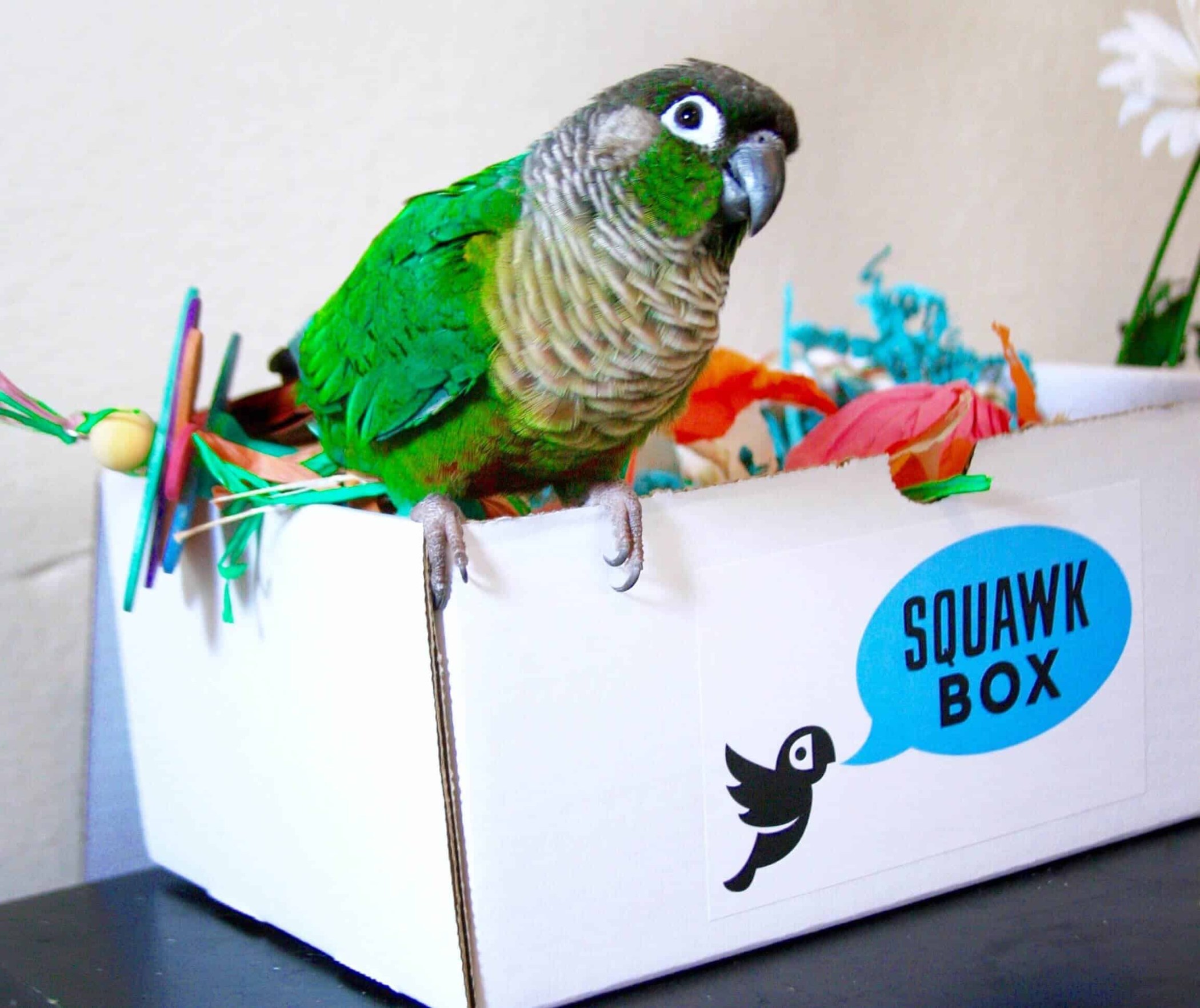 Squawk Box Reviews Get All The Details At Hello Subscription!