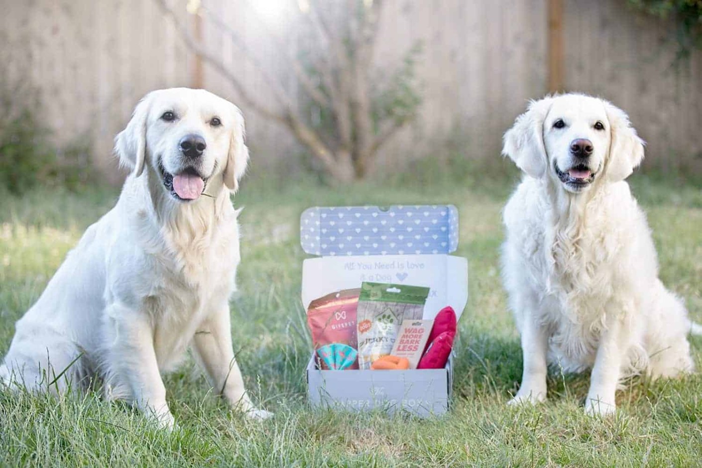 Chew Chest Reviews Get All The Details At Hello Subscription!