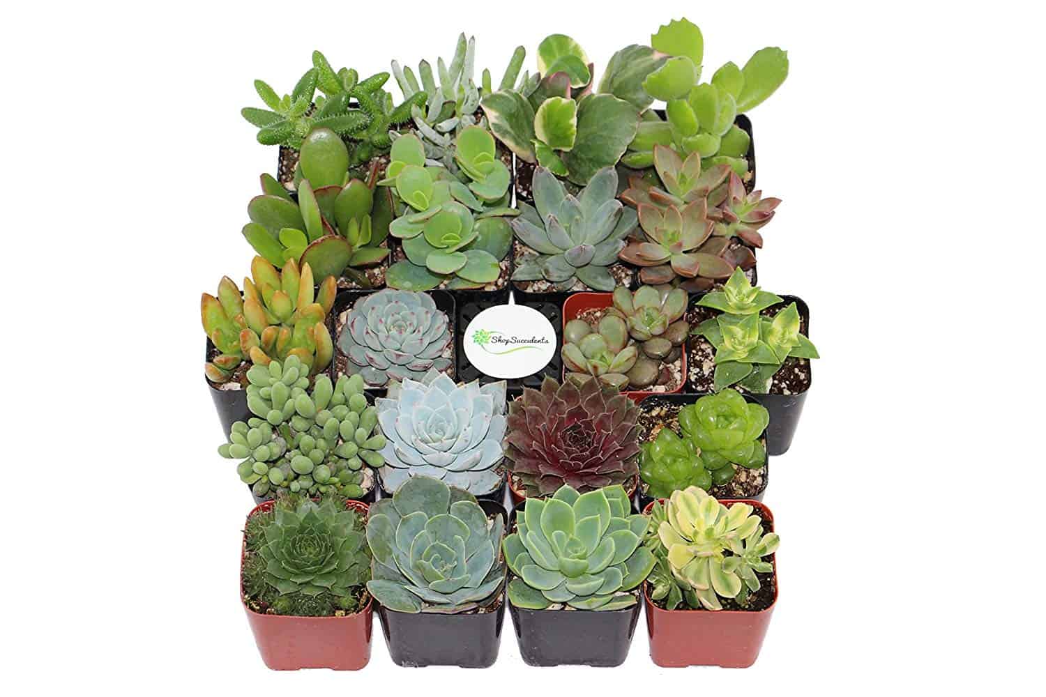Shop Succulents Reviews Get All The Details At Hello Subscription!