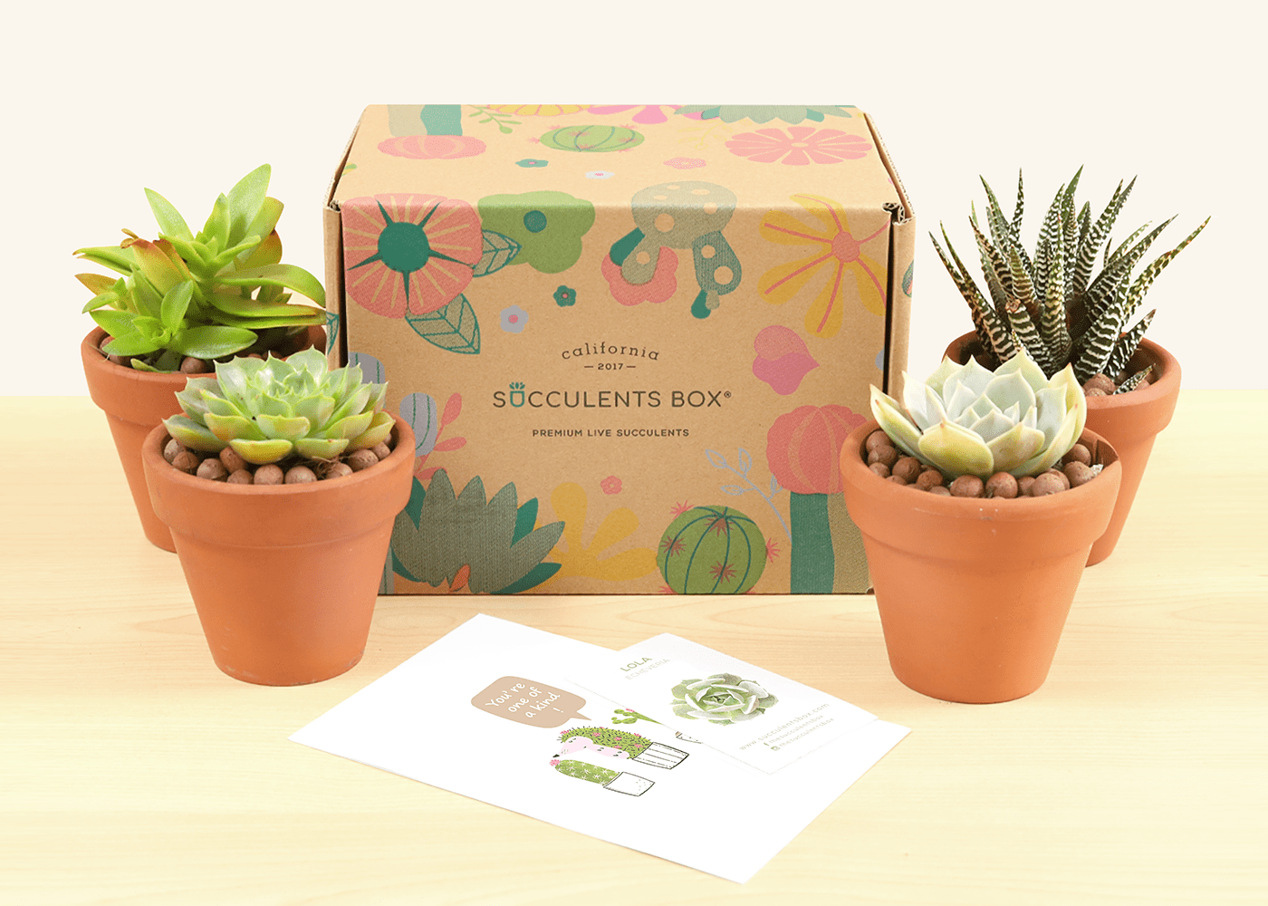 Succulents Box Reviews Get All The Details At Hello Subscription!