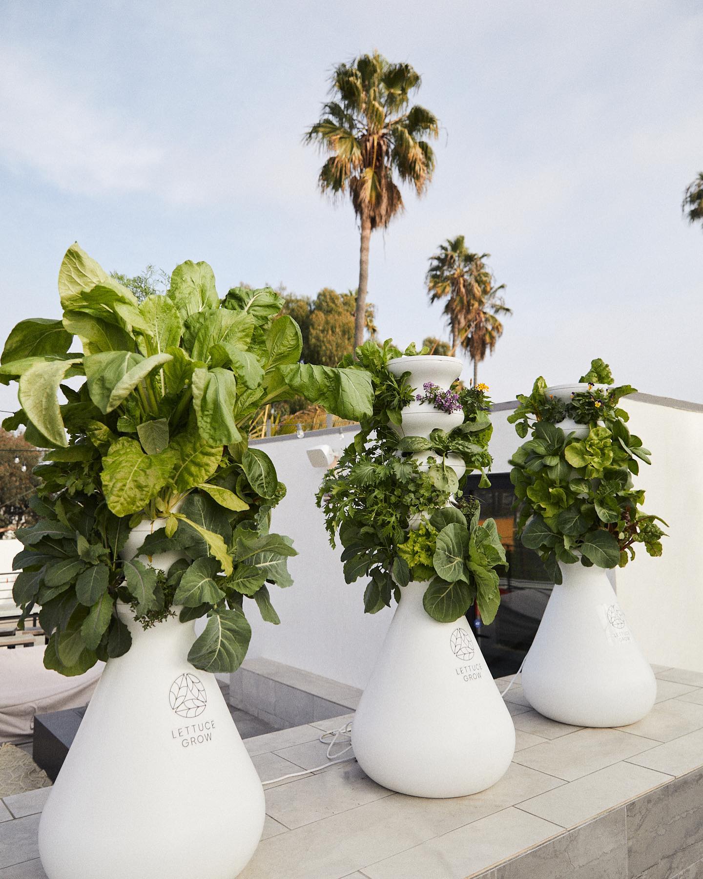 Lettuce Grow Reviews Get All The Details At Hello Subscription!