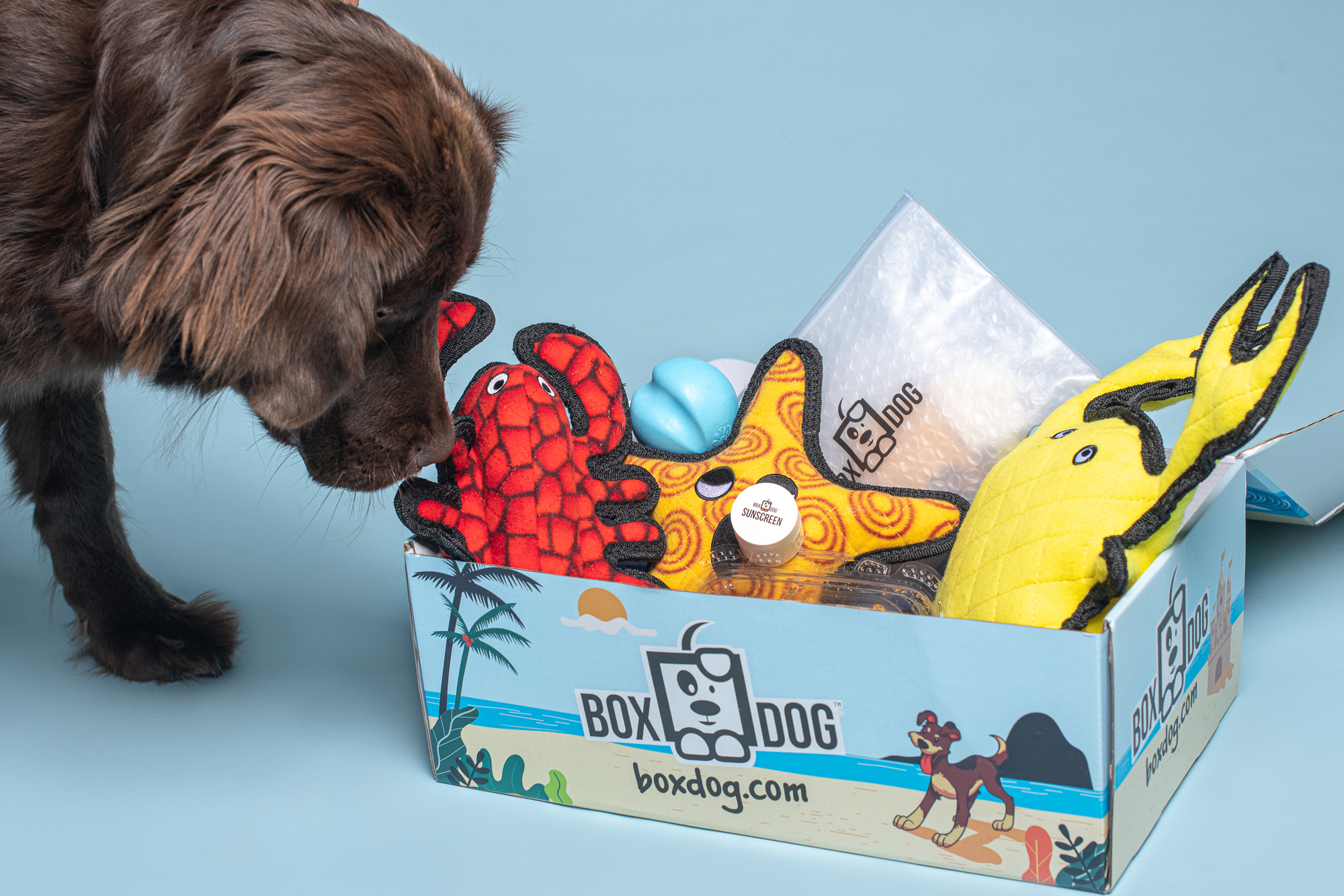 Dog subscription box sale for heavy chewers