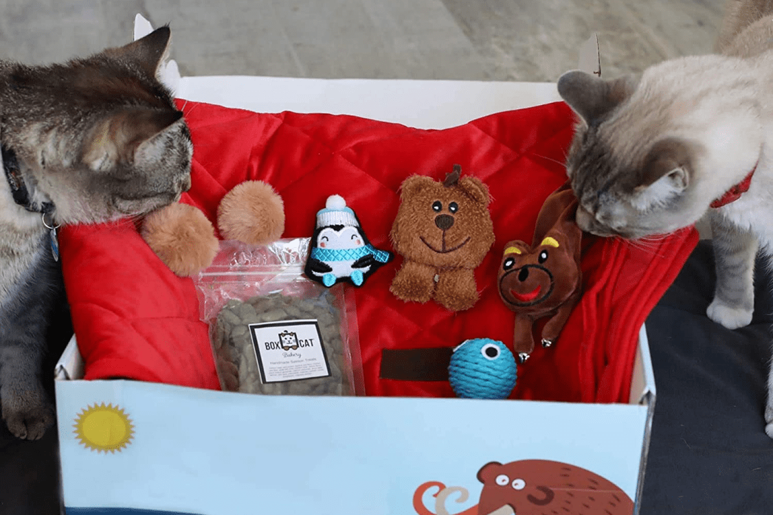 Cat Subscription Boxes Hello Subscription